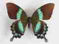 Papilio blumei female (aberration) [Internet image property of respective owner, non commercial use only]